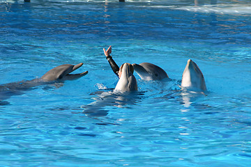 Image showing dolphins turning