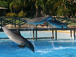 Image showing leaping dolphins
