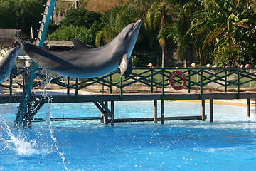 Image showing leaping dolphins