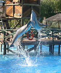 Image showing jumping dolphins
