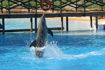 Image showing dolphin walking on its tail
