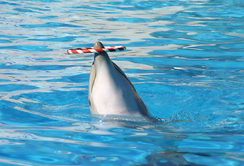 Image showing dolphin with a hoop