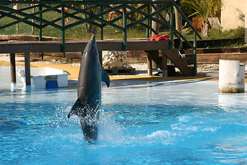 Image showing dolphin on its tail