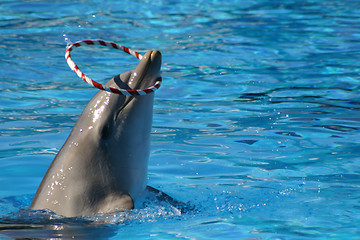 Image showing dolphin and hoop