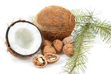 Image showing Coconut and walnut with pine twig on white 