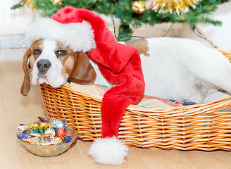 Image showing sleeping dog weared to santa hat