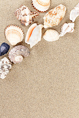 Image showing sea shells with sand as background 