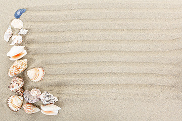 Image showing sea shells with sand as background 