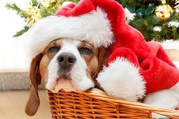 Image showing sleeping dog weared to santa hat