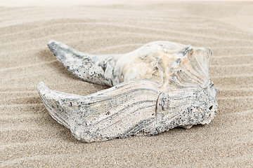 Image showing damaged seashell in sand 