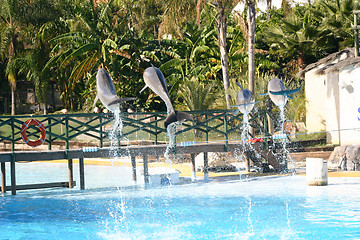 Image showing four dolphins leaping