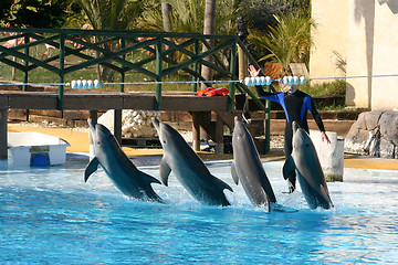 Image showing four dolphins in a row