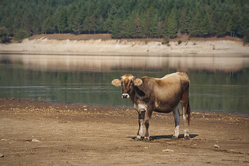 Image showing Calf by the lake