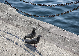 Image showing Two pigeons