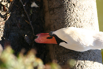 Image showing swan drinking