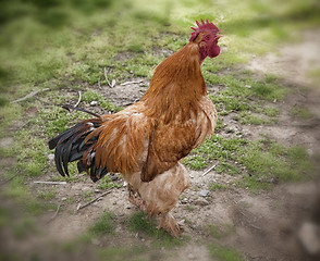 Image showing Red rooster crowing