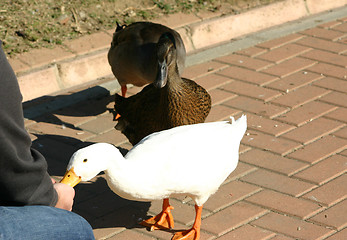 Image showing ducks being fed