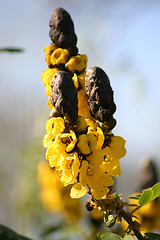 Image showing yellow and black flower