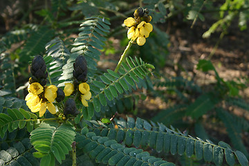 Image showing yellow plant and foliage