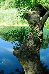 Image showing Big tree bending over a small forest river