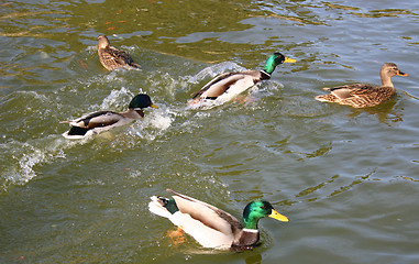 Image showing ducks