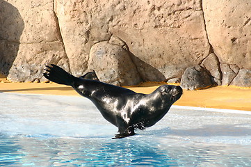 Image showing balancing sealion