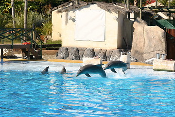 Image showing dolphins jumping