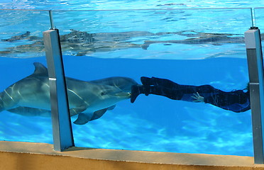 Image showing dolphins pushing diver