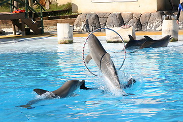 Image showing dolphins going through a hoop