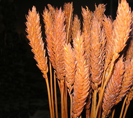 Image showing dried grass