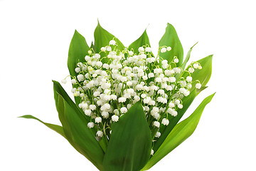 Image showing Lily of the valley