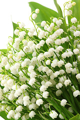 Image showing Lily of the valley