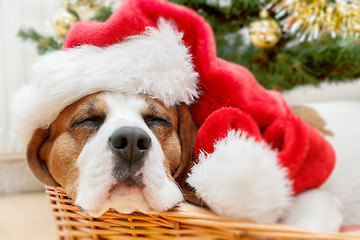 Image showing sleeping dog weared to santa hat