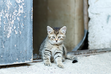 Image showing portrait of small baby cat