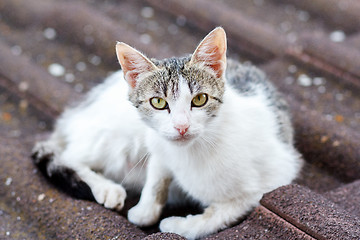 Image showing close up front view of cat on tile roof 