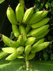 Image showing bananas