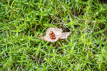 Image showing ladybugs on a dry leaf