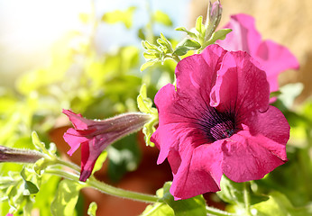 Image showing Pink flower Petunia Surfinia Vein