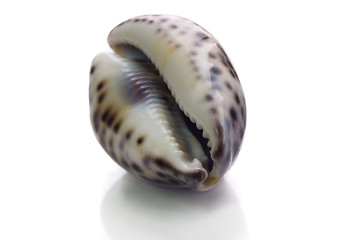 Image showing shell on a white background