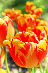 Image showing Tulips