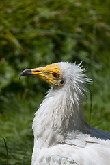 Image showing Egyptian Vulture