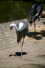 Image showing White-naped Crane