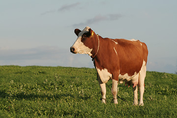 Image showing Cow