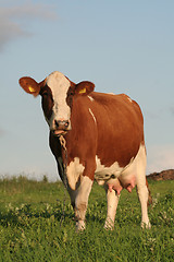 Image showing Cow