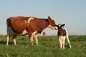 Image showing Cows