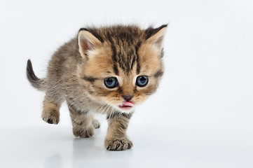 Image showing small Scottish straight kitten walking towards