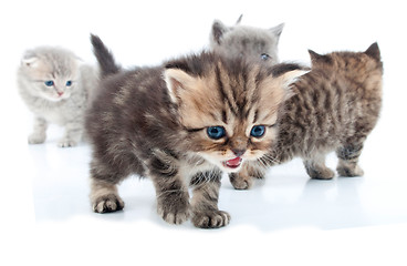 Image showing group of little kittens