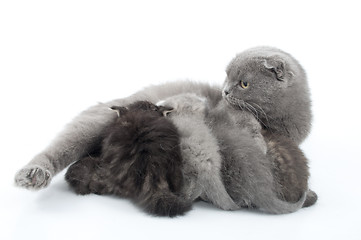 Image showing Mother cat feeding her kittens. Studio shot. Isolated. 