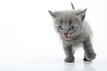 Image showing running Scottish straight kitten 