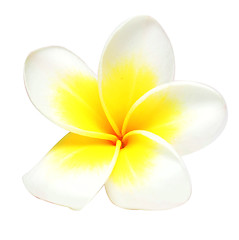 Image showing frangipani flower